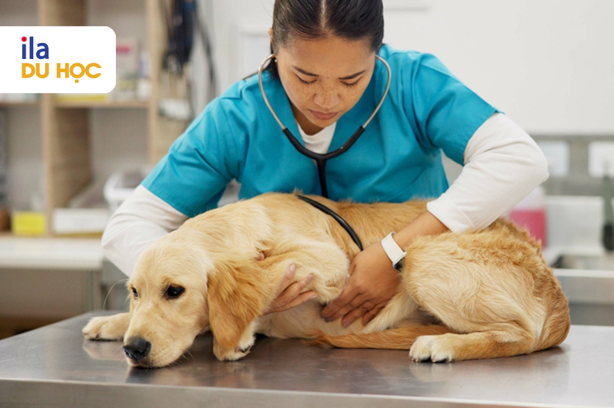Tiêu chí chọn trường thú y phù hợp